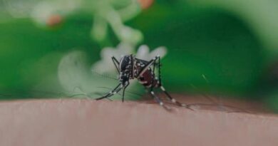 Mosquito del Dengue en Chile